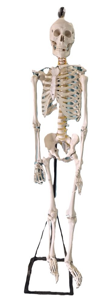 Teaching Skeleton Period Black Base